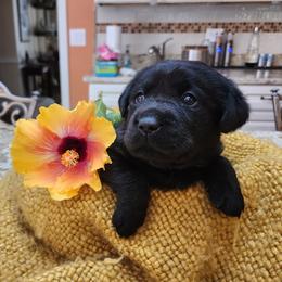 Labrador Retriever Puppies from Persimmon Hill Labrador Retrievers