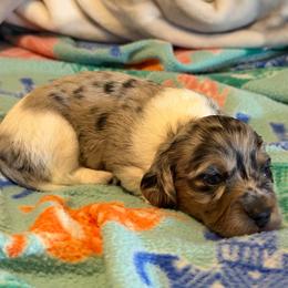 Girl 1 - Dapple female Dachshund puppy in Jacksonville, Florida from Little Lords & Ladies Dachshunds