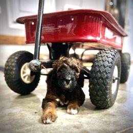 Saint Berdoodle Puppies from Highland Ridge Doodles