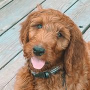 Bolt - Irish Doodle puppy in New Mexico from Foxrun Litters