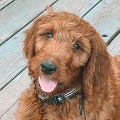 Bolt - Irish Doodle puppy in New Mexico from Foxrun Litters