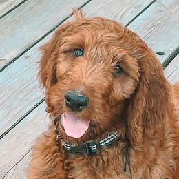 Bolt - Irish Doodle puppy in New Mexico from Foxrun Litters