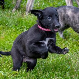 Windsprite Puppies from Stone House Windsprites