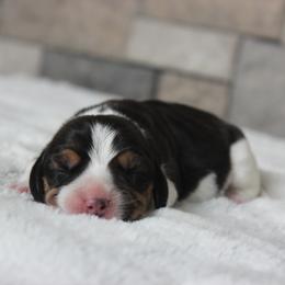 Malta - Black tan and white female Beagle puppy in Morrill, Kansas from Kelle Beagles