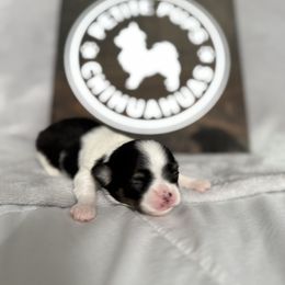 Candy - Black and white female Chihuahua puppy in Dayton, Ohio from Petite Pups