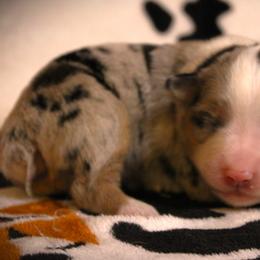 Fallon - Blue merle female Miniature Australian Shepherd puppy in Menomonee Falls, Wisconsin from Hunt N Oaks