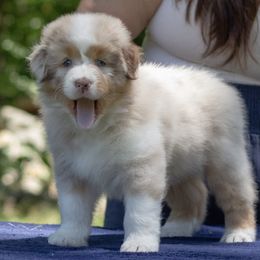 Andarna- currently not available - Red merle female Australian Shepherd puppy in Brimfield, Massachusetts from Alias Australian Shepherds