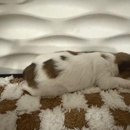 Shih Tzu Puppies from Wood Foo Breeders