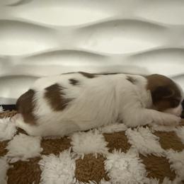 Shih Tzu Puppies from Wood Foo Breeders