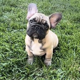 French Bulldog Puppies from Yellowstone Frenchies