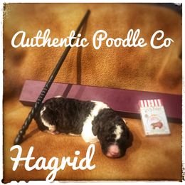 Poodle Puppies from Authentic Poodle Co