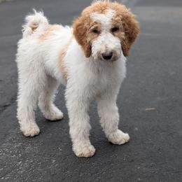 Peach Collar - Parti male Goldendoodle puppy in Olympia, Washington from Sinclairdoodles