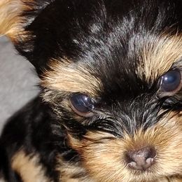 Yorkshire Terriers from Danielle's Yorkies