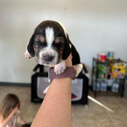 Boy 6 - Black and white male Basset Hound puppy in Las Animas, Colorado from J&D Dachsies