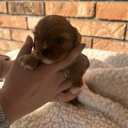 Maverick - Ruby male Cavalier King Charles Spaniel puppy in Lula, Georgia from Cavaliers by Crumley