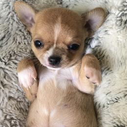 Chihuahua Puppies from BonBon Chihuahuas