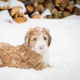 Aussiedoodle Puppies from Colorful Colorado Aussiedoodles