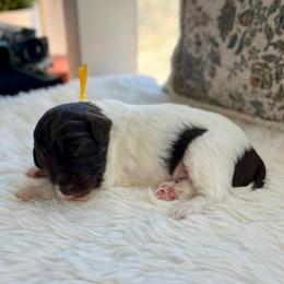 Aslan - White and red male Bordoodle puppy in Valley Center, California from Circle R Valley Bordoodls