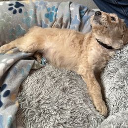 Goldendoodle Puppies from Daisy’s Doodles