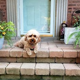 Goldendoodle All Grown Up from Megan O'Neill