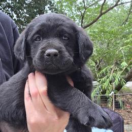Male 1 - Black male Labrador Retriever puppy in Andrews, South Carolina from Leyland Cypress Retrievers