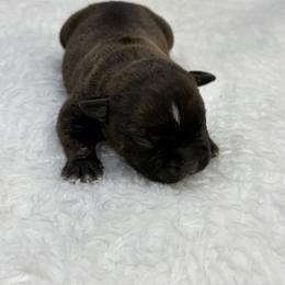 Male 1 - Brindle male Staffordshire Bull Terrier puppy in Lakeland, Florida from English Creek Staffords