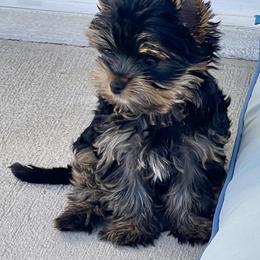 Yorkshire Terrier Puppies from Polina Mironchuk