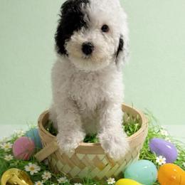 Theo - Black and white male Cockapoo puppy in Crosby, Texas from Painted Rose Poodles and Doodles