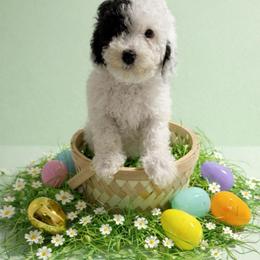 Theo - Black and white male Cockapoo puppy in Crosby, Texas from Painted Rose Poodles and Doodles