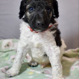 Tango - Parti male Poodle puppy in Kirkville, New York from Mosswood