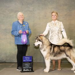 Alaskan Malamute and German Shepherd All Grown Up from Snowybleu Kennels