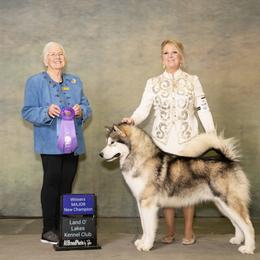 Alaskan Malamute and German Shepherd All Grown Up from Snowybleu Kennels