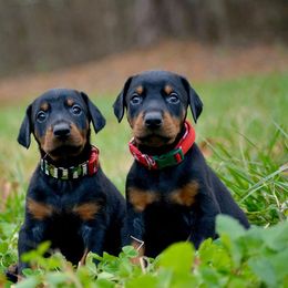 Doberman Pinscher Puppies from Von Hohenhalla Dobermans