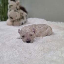 Kinsley (AKC) - Cream female Poodle puppy in Rainbow City, Alabama from Spinks Poodles