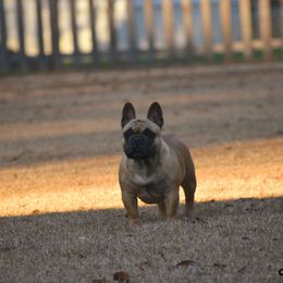 Nadine - French Bulldog