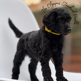 Azriel - Black male Poodle puppy in Spring Hills, Florida from The Olympus Standard Poodle