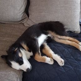 Australian Shepherds from Silver Springs Mini Aussies