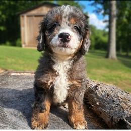 Brady Ready Now - Blue merle male Bernedoodle puppy in Lafayette, Alabama from Williams Lake Kennels
