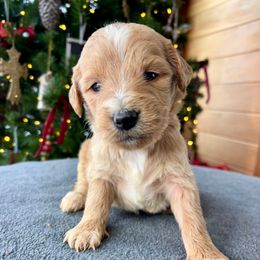Girl 3 - Red  female Goldendoodle puppy in Mattawan, Michigan from Doodifuldoods