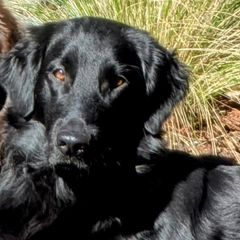 Frankie - Flat-Coated Retriever