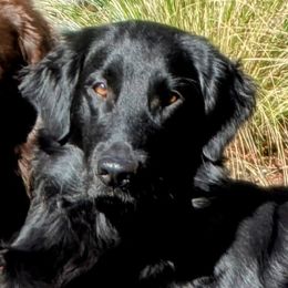 Frankie - Flat-Coated Retriever