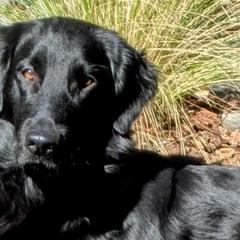 Frankie - Flat-Coated Retriever