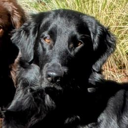Frankie - Flat-Coated Retriever
