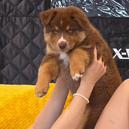 Sergio FIFA - Red tri-color male Australian Shepherd puppy in Solon, Maine from Mountain Range Australian Shepherds