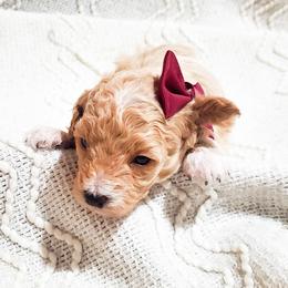 Milo - Apricot female Poodle puppy in Waco, Texas from Good Shepherd Homestead