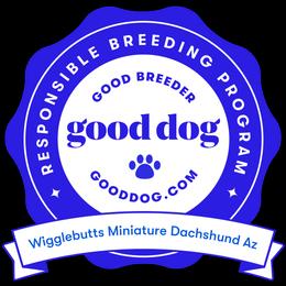Dachshund All Grown Up from Wigglebutts Miniature Dachshund Az