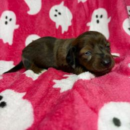Maple - Dapple female Dachshund puppy in Lake City, Florida from My Ditzy Doxies of Florida