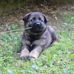 German Shepherd Puppies from Stonewick German Shepherds