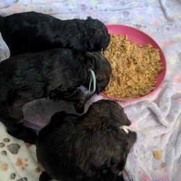 Poodle Puppies from Sarah's Poodles
