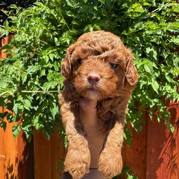 Brown - Red  male Poodle puppy in Modesto, California from Oso’s Red Toy, Mini, & Standard Poodles